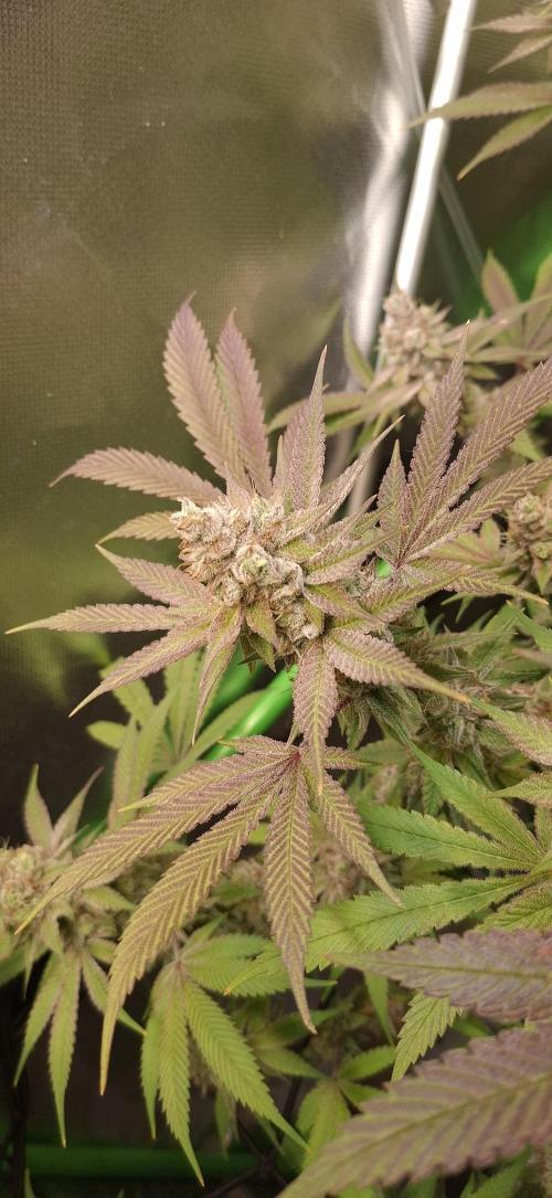 Tropicana Cherry. Week 18