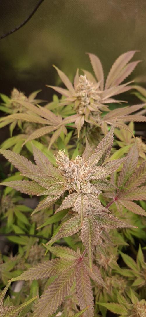 Tropicana Cherry. Week 18