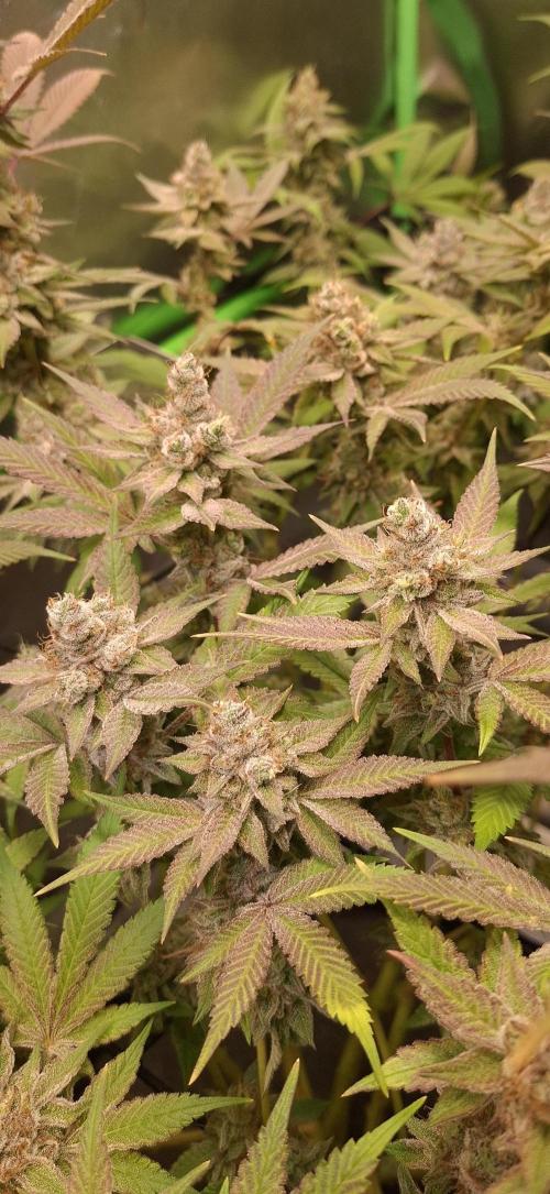 Tropicana Cherry. Week 18