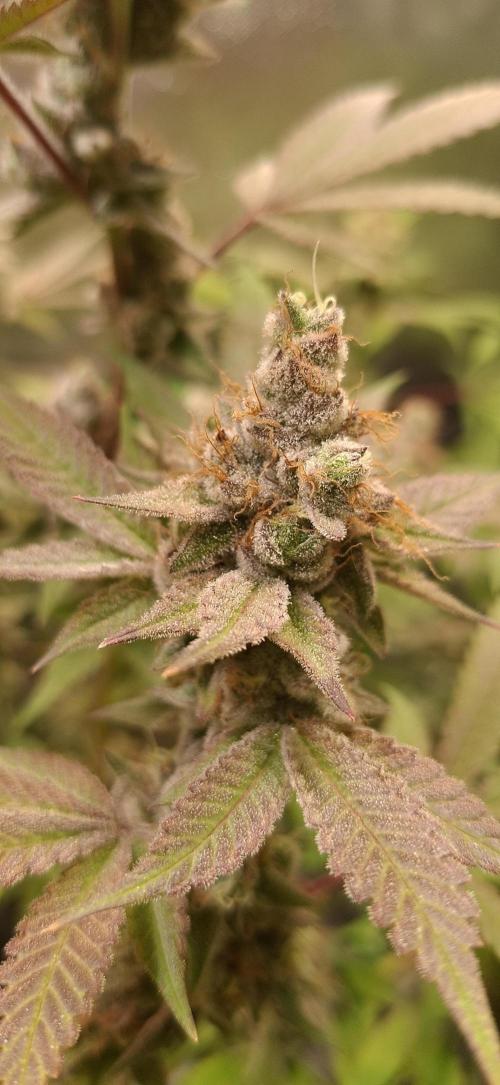 Tropicana Cherry. Week 18