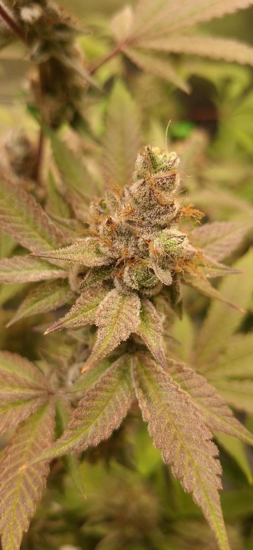 Tropicana Cherry. Week 18