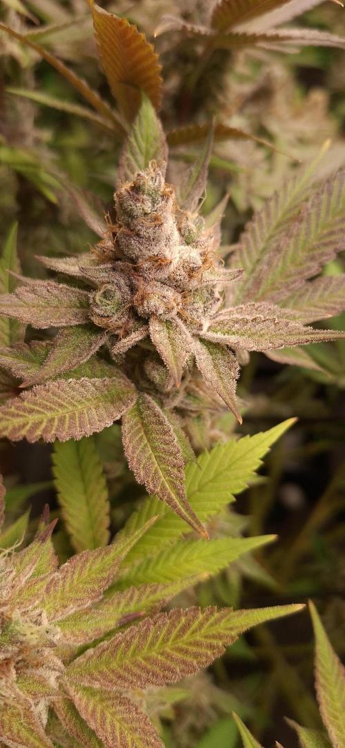 Tropicana Cherry. Week 18