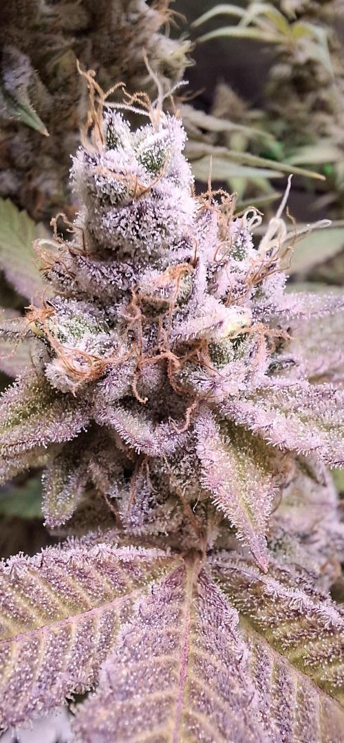 Tropicana Cherry. Week 18