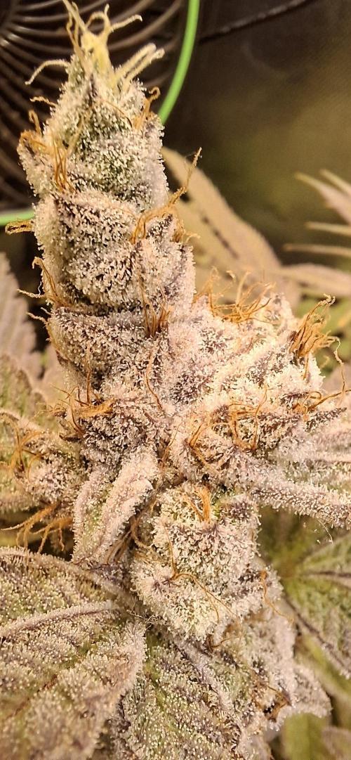 Tropicana Cherry. Week 18
