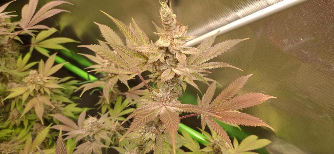 Tropicana Cherry. Week 18