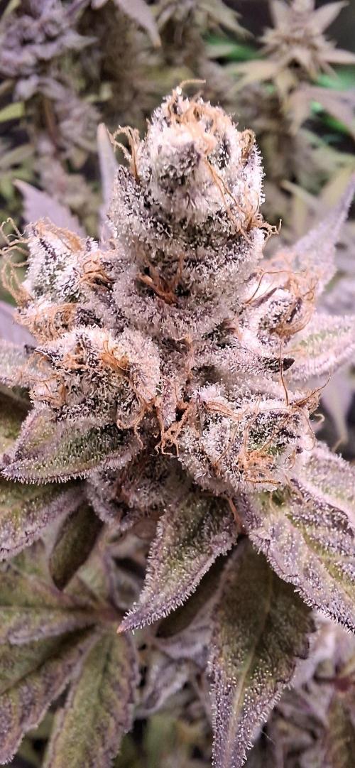 Tropicana Cherry. Week 18
