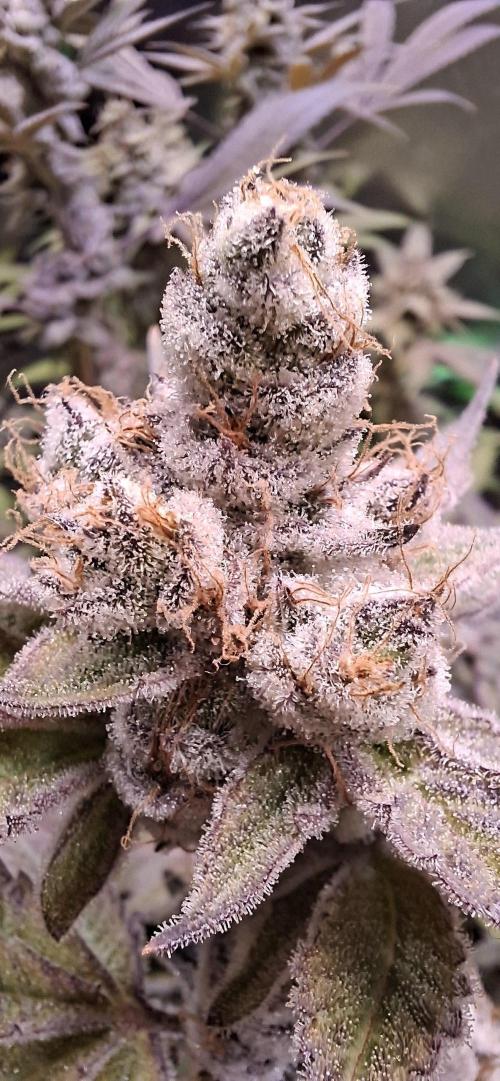 Tropicana Cherry. Week 18