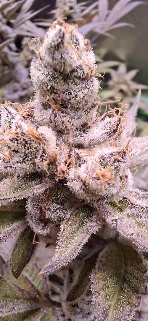 Tropicana Cherry. Week 18