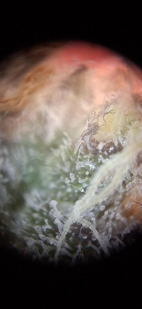 Tropicana Cherry. Week 18
