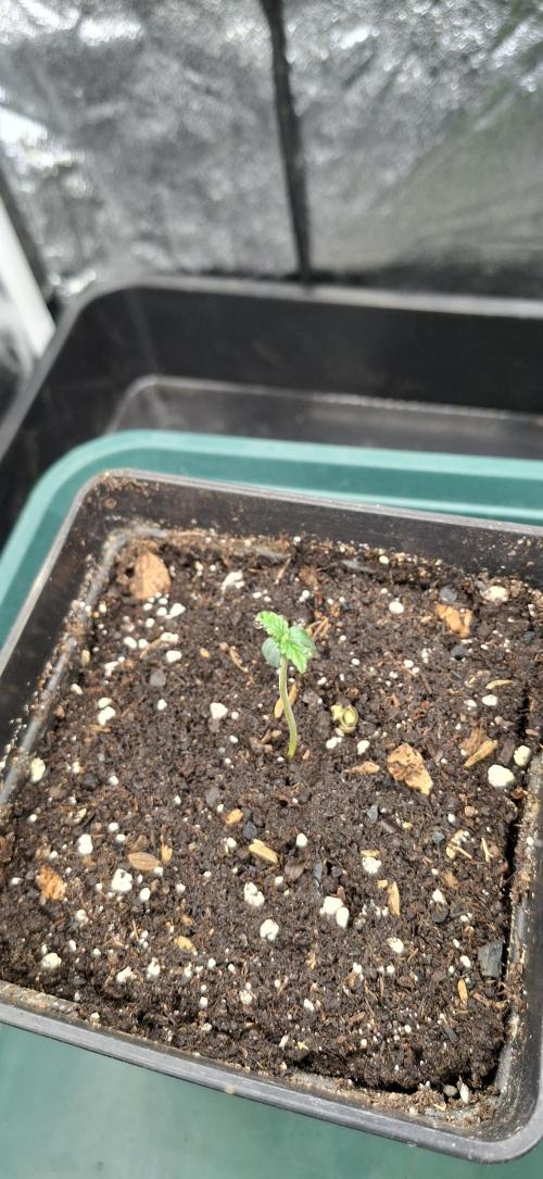 Papaya Jealousy. Week 0 - 09.07.26