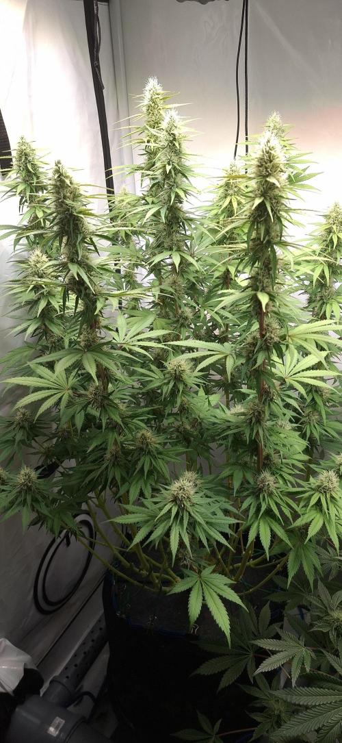 Blue Gelato 41 Barneys Farm. Week 11