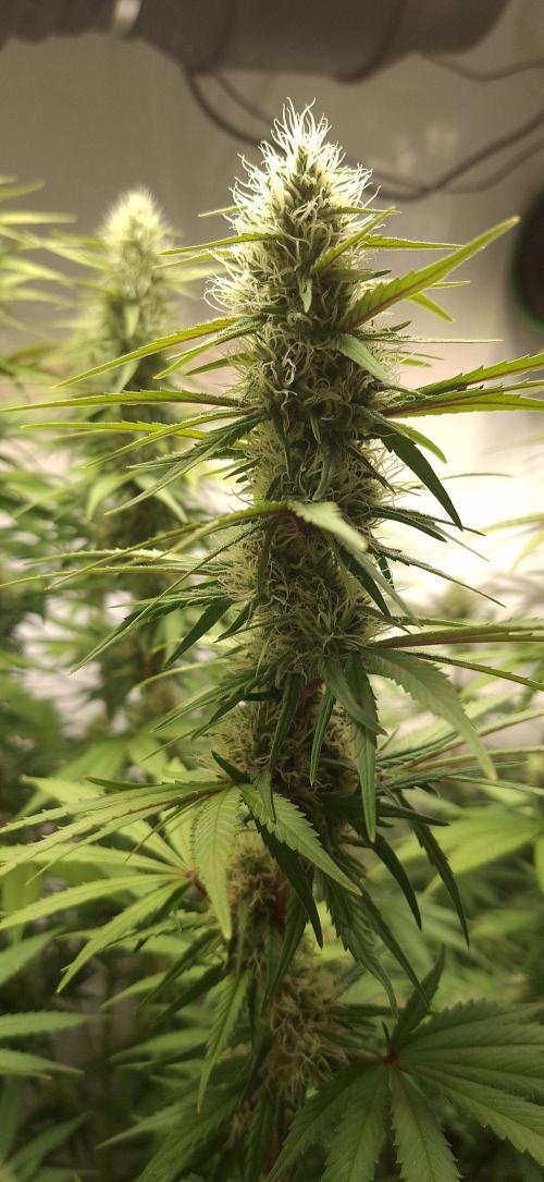 Blue Gelato 41 Barneys Farm. Week 11