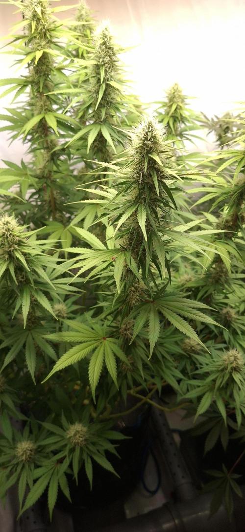Blue Gelato 41 Barneys Farm. Week 11