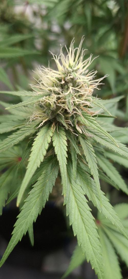 Blue Gelato 41 Barneys Farm. Week 11