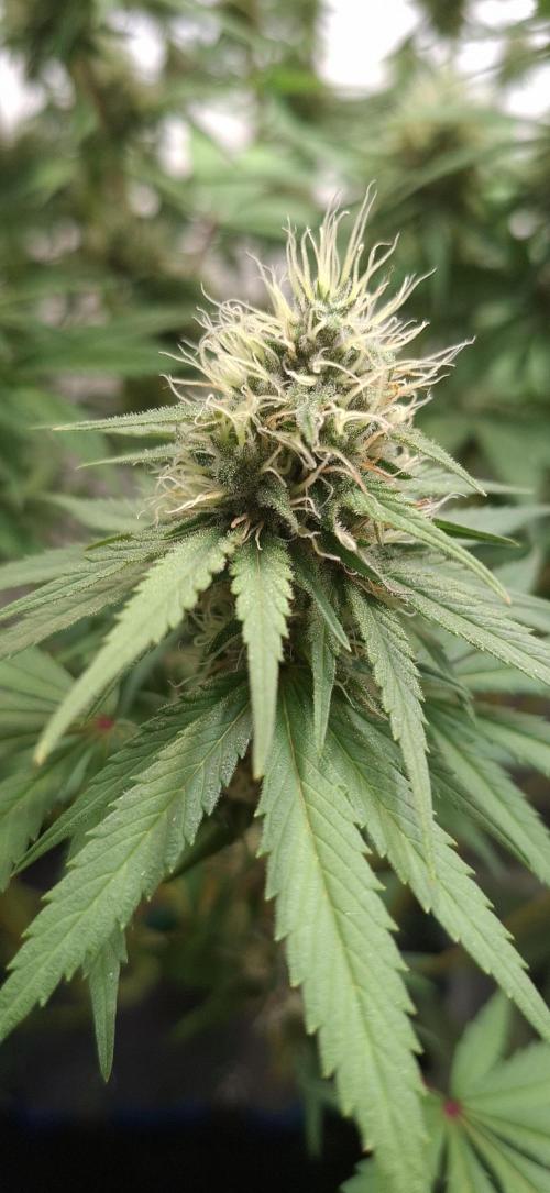 Blue Gelato 41 Barneys Farm. Week 11