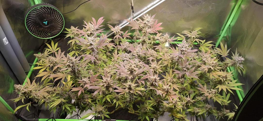 Tropicana Cherry. Week 19