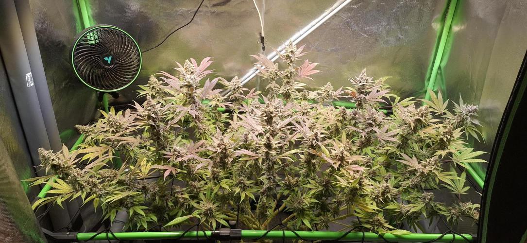 Tropicana Cherry. Week 19