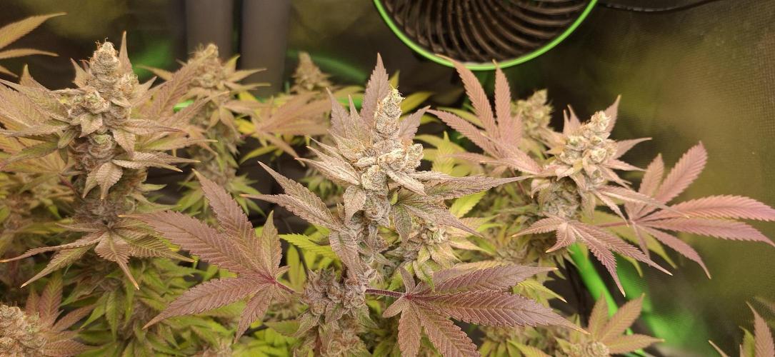 Tropicana Cherry. Week 19