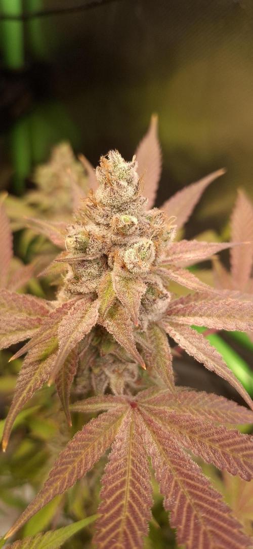 Tropicana Cherry. Week 19