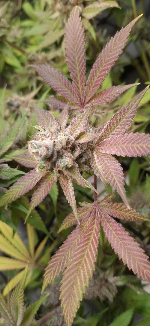 Tropicana Cherry. Week 19