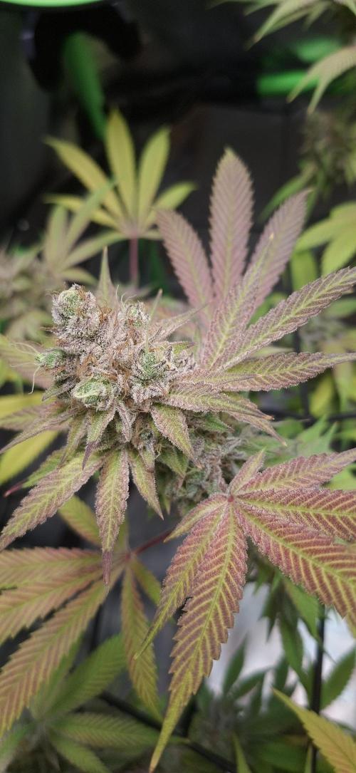 Tropicana Cherry. Week 19