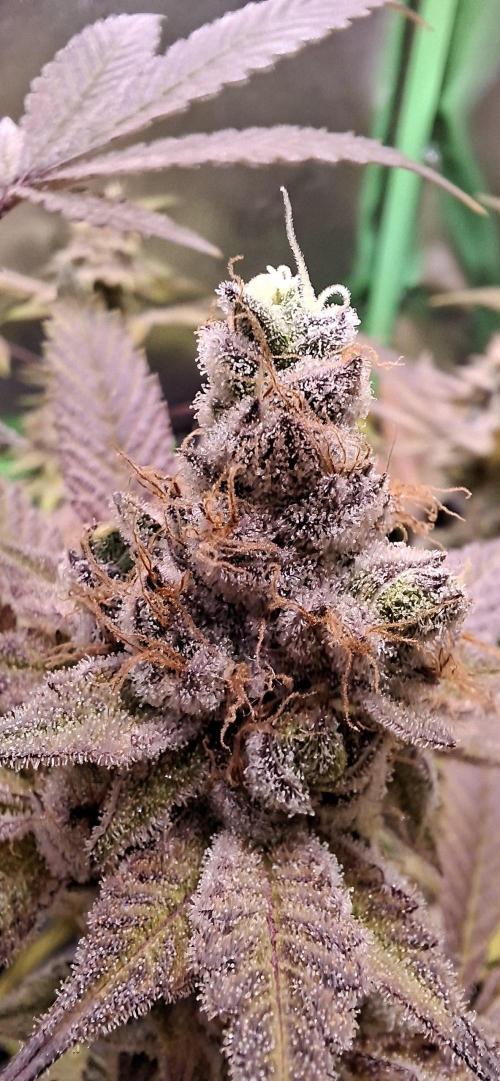 Tropicana Cherry. Week 19
