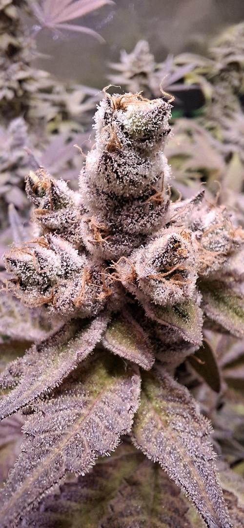 Tropicana Cherry. Week 19