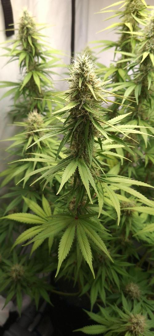 Blue Gelato 41 Barneys Farm. Week 12