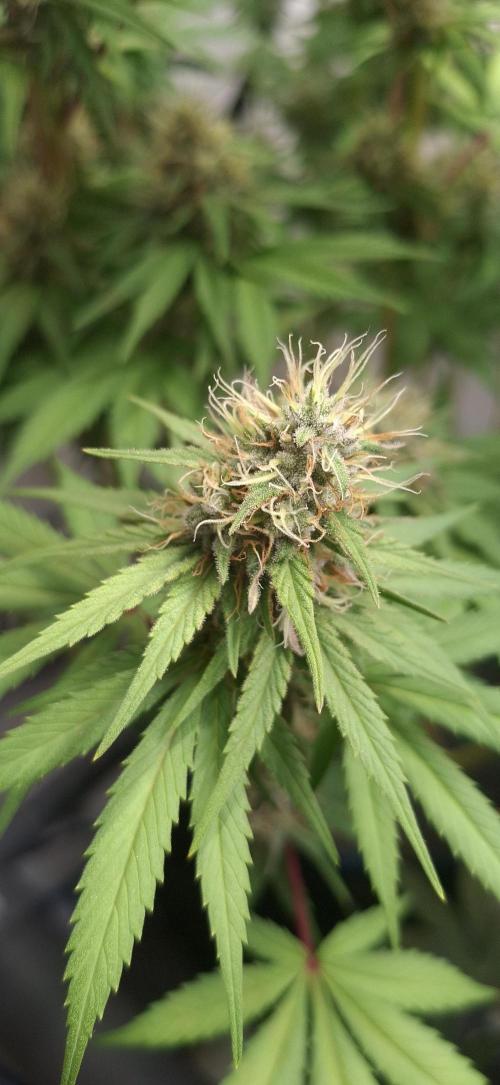 Blue Gelato 41 Barneys Farm. Week 12