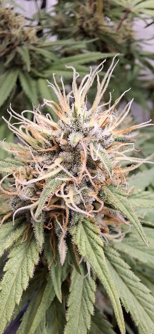 Blue Gelato 41 Barneys Farm. Week 12