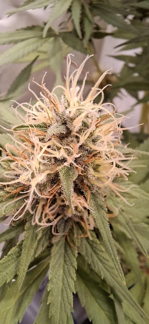 Blue Gelato 41 Barneys Farm. Week 12