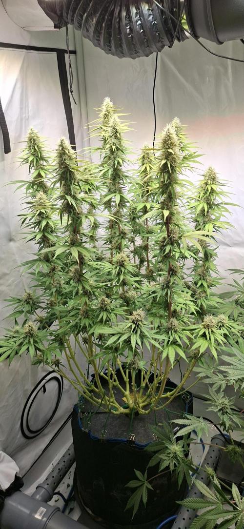 Blue Gelato 41. Week 12