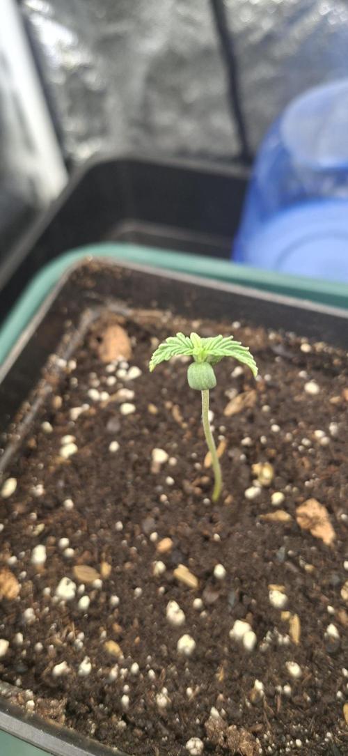 Papaya Jealousy. Week 0 - 11.07.26