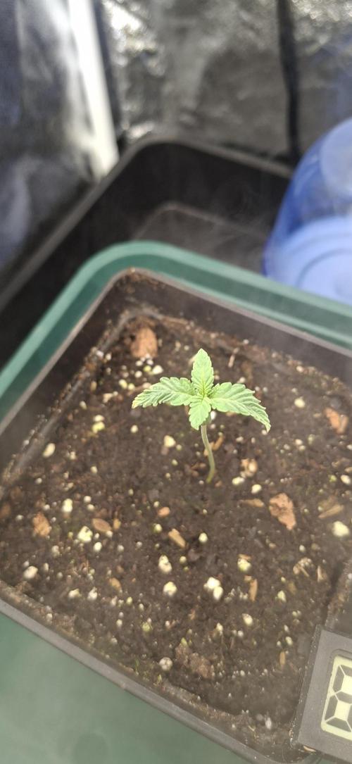 Papaya Jealousy. Week 0 - 13.07.26