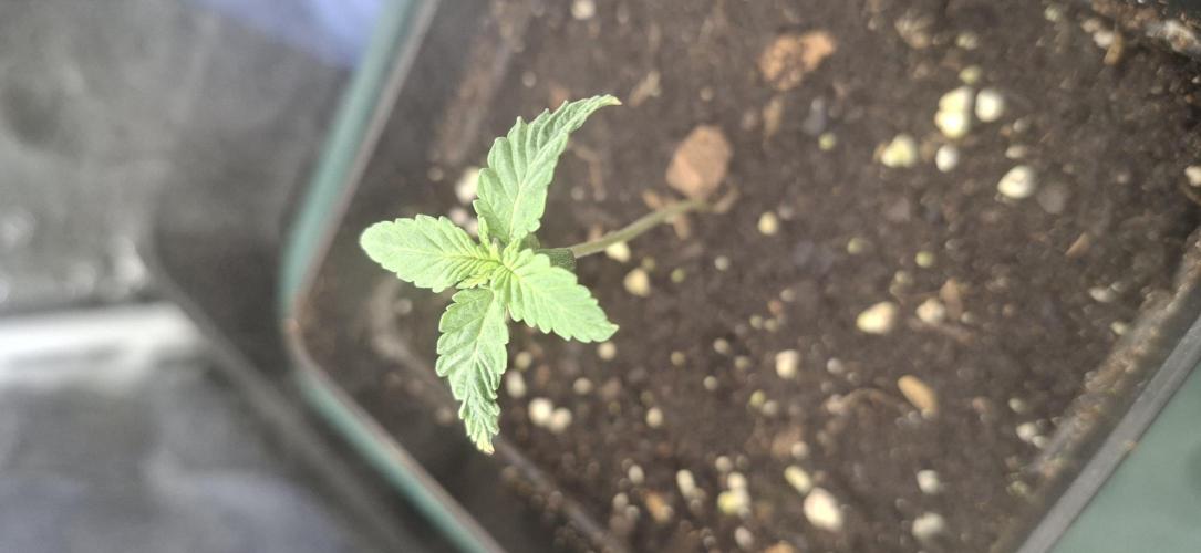 Papaya Jealousy. Week 0 - 14.07.26