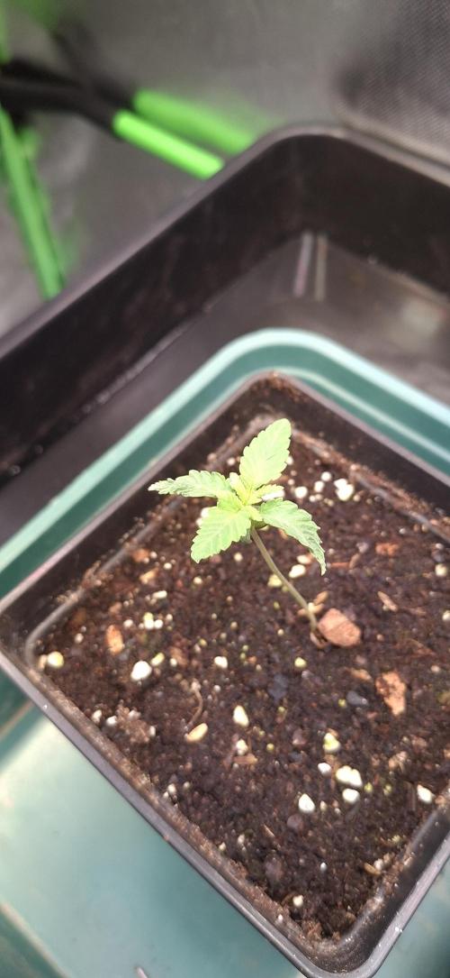 Papaya Jealousy. Week 1