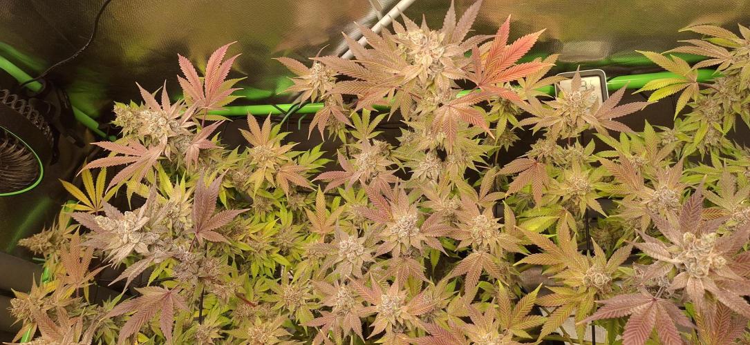 Tropicana Cherry. Week 20