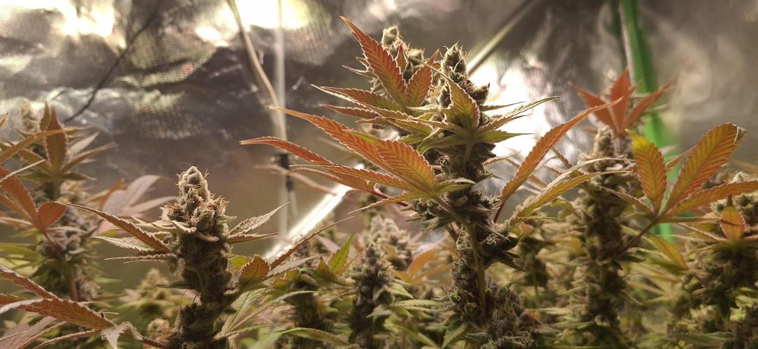 Tropicana Cherry. Week 20