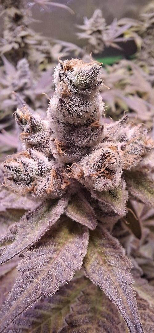 Tropicana Cherry. Week 20