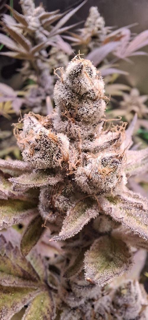 Tropicana Cherry. Week 20