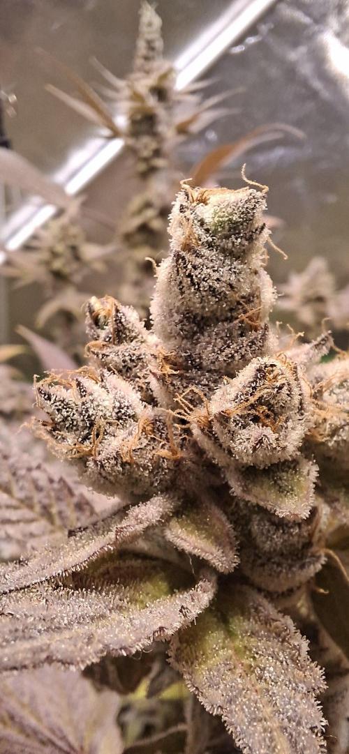 Tropicana Cherry. Week 20