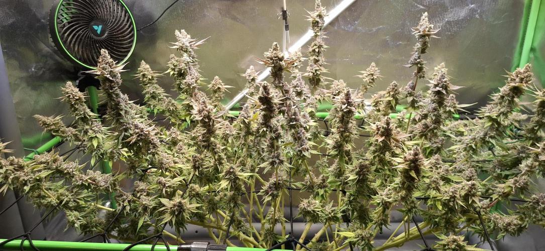 Tropicana Cherry. Week 20