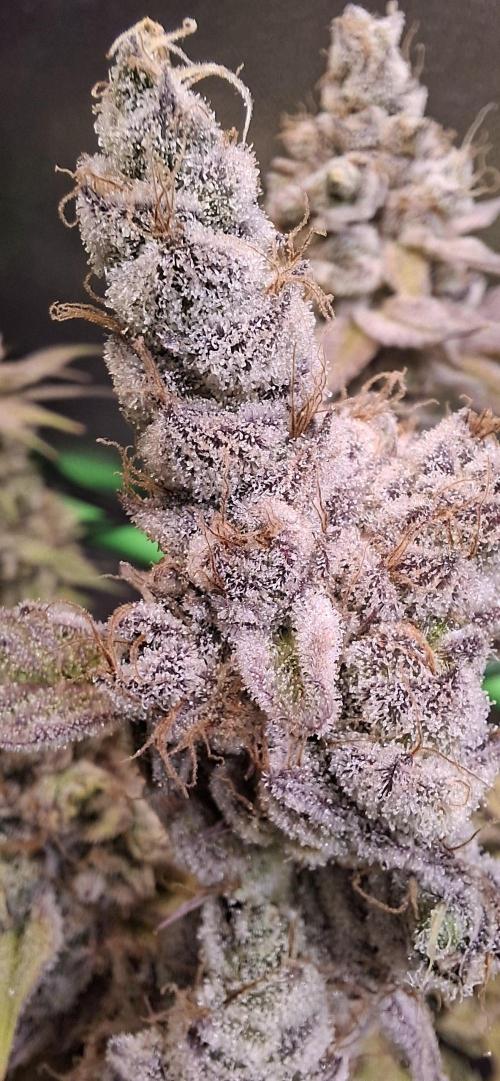 Tropicana Cherry. Week 20