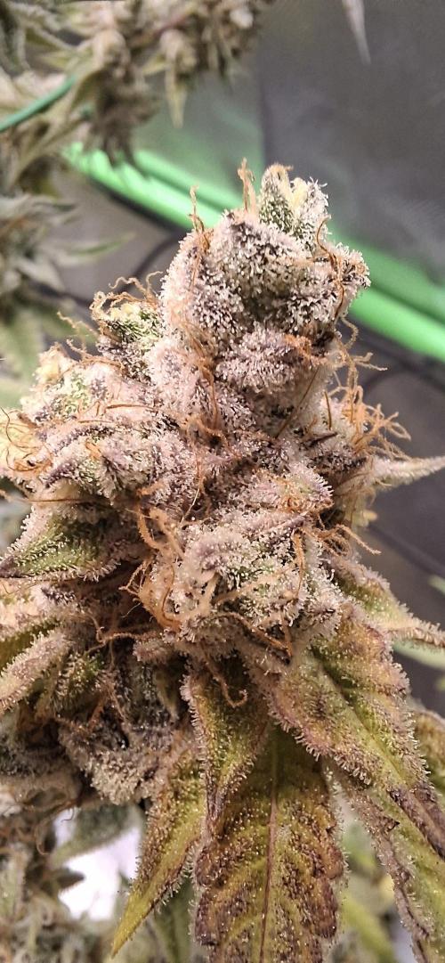 Tropicana Cherry. Week 20