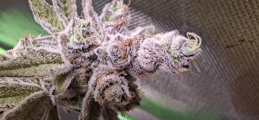 Tropicana Cherry. Week 20