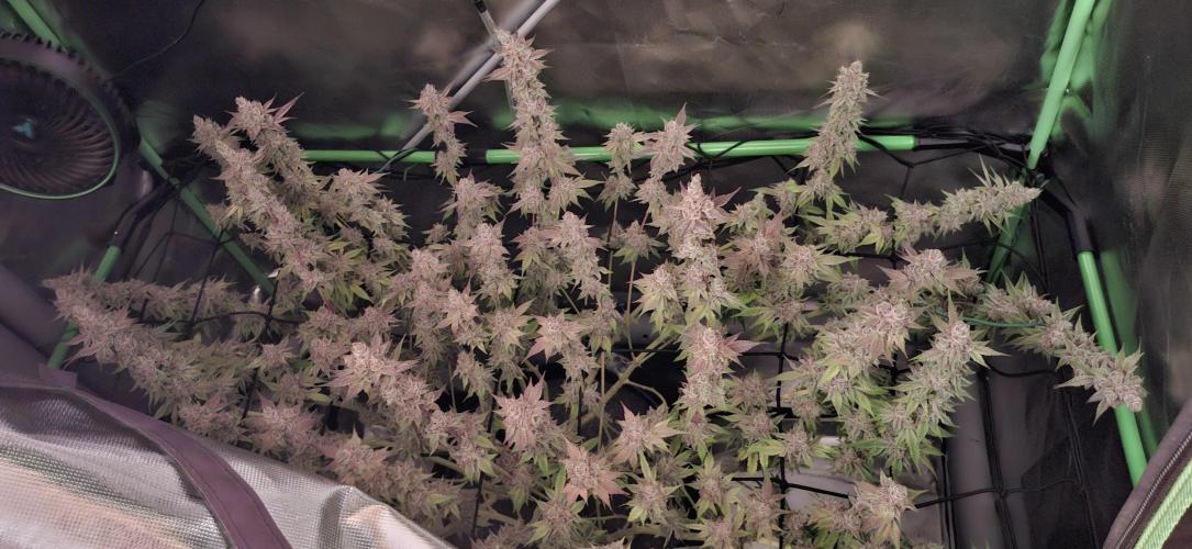 Tropicana Cherry. Week 20