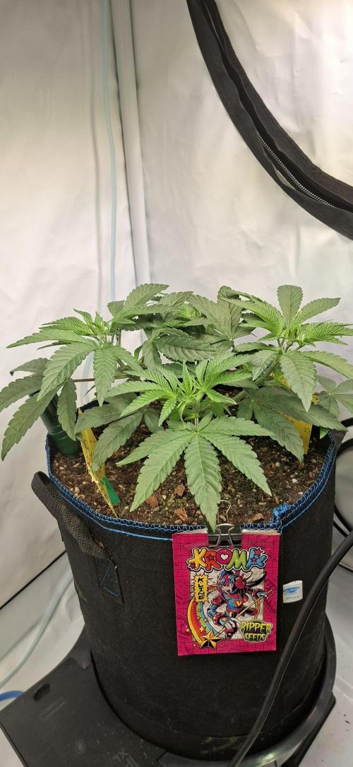 Kroma. Week 4
