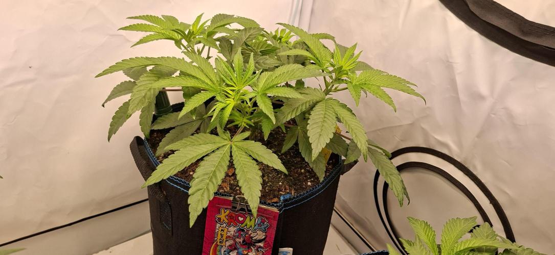Kroma. Week 5