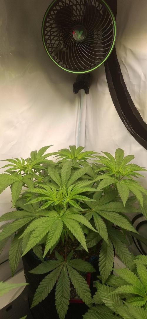 Kroma. Week 5