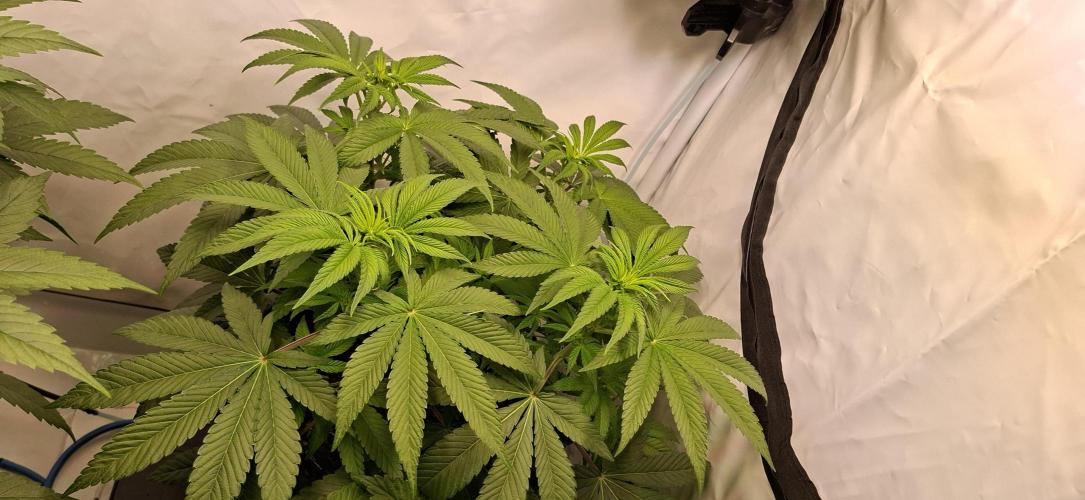 Kroma. Week 6
